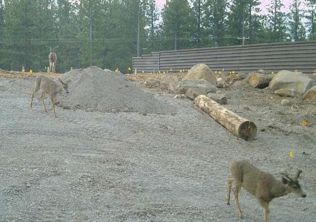 Three mule deer using California's wildlife bridge crossing in Siskiyou County, demonstrating early success in improving habitat connectivity and wildlife safety.