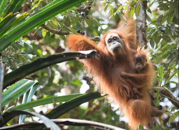 Tapanuli orangutan mother carrying her infant in the Batang Toru rainforest, the last habitat of the critically endangered great ape in Indonesia.