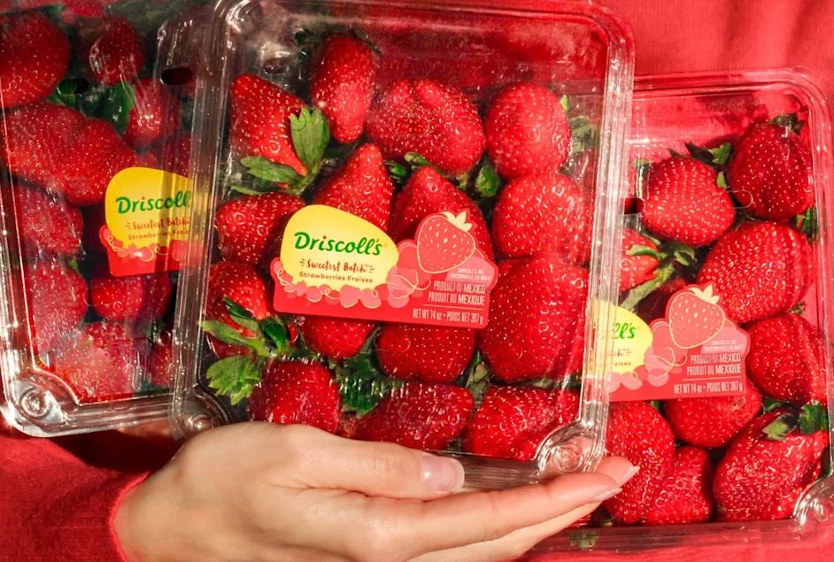 Packages of Driscoll's strawberries displayed as the company faces a PFAS lawsuit over alleged greenwashing and food safety claims.
