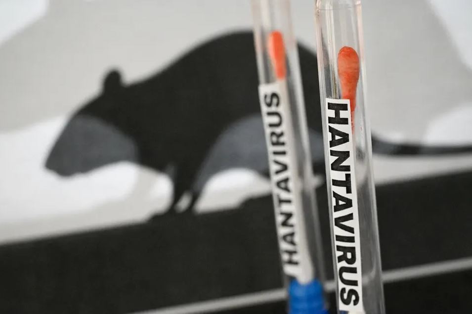 Illustration showing hantavirus testing swabs with a rodent silhouette in the background representing rodent-borne virus transmission risk.