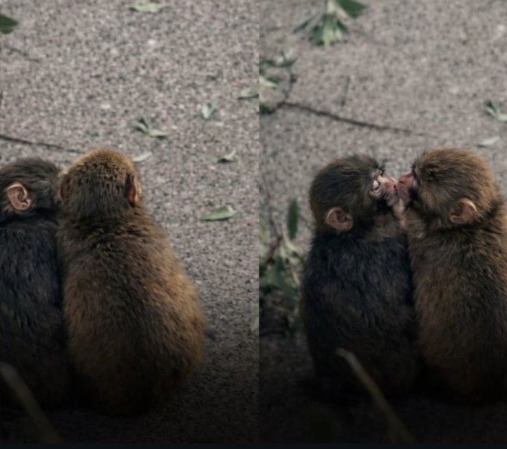 Punch monkey with Momo-chan grooming at Ichikawa Zoo showing primate bonding behavior