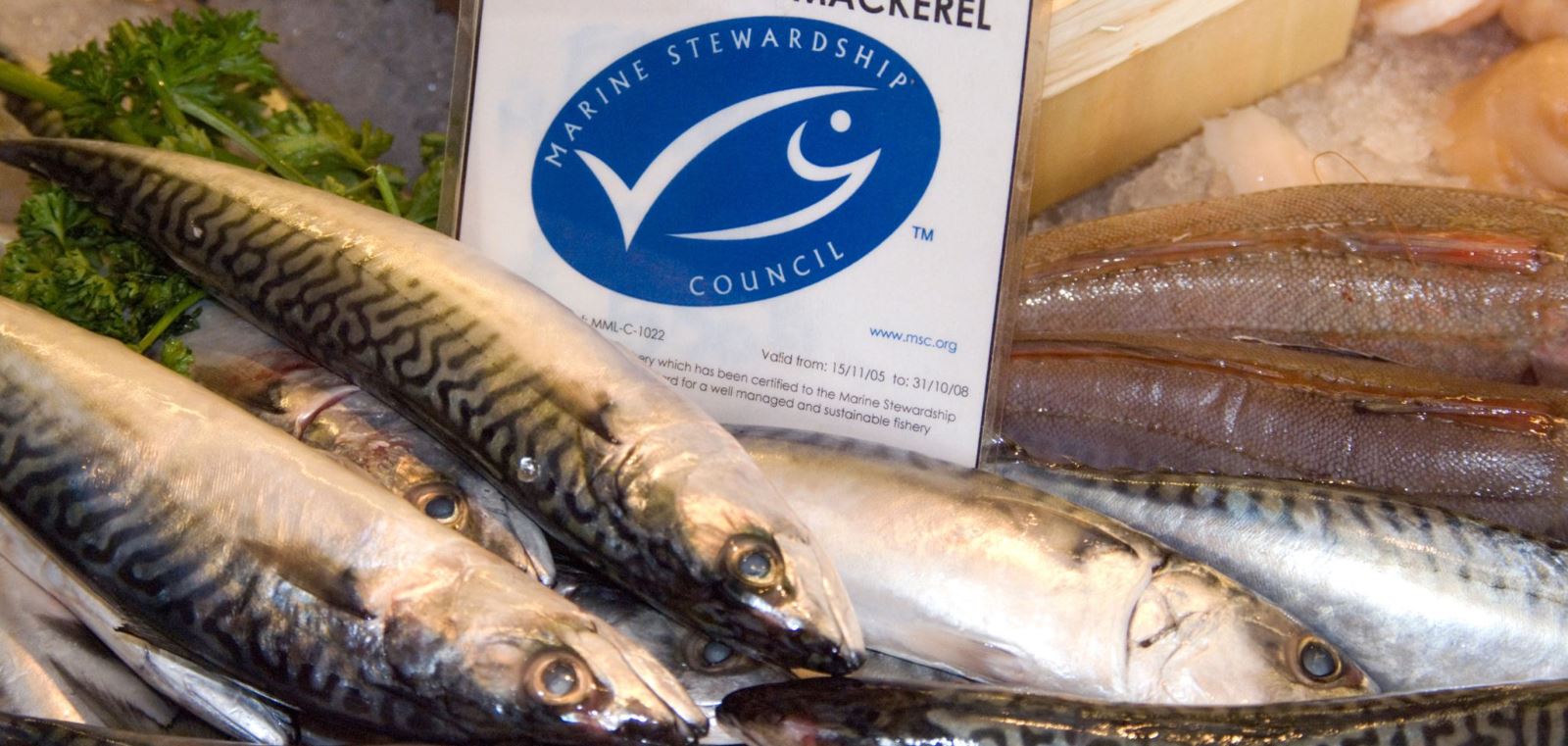Fresh fish displayed beside a Marine Stewardship Council (MSC) certification sign, highlighting seafood sustainability labels under greenwashing scrutiny.