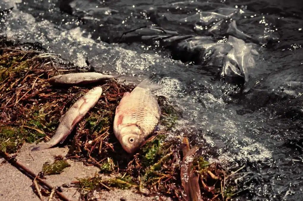 Dead fish on polluted shoreline with oil-contaminated water highlighting marine ecosystem damage from oil spill