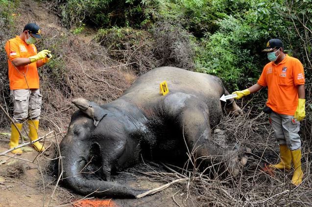 Two wildlife officers in orange uniforms inspect the carcass of an elephant lying on the ground in a wooded area, documenting evidence during a field investigation.