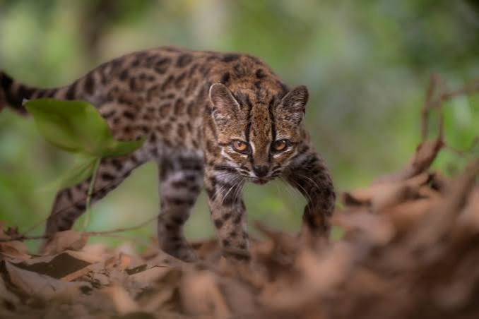 Leopardus tilcayo, the newly identified tigercat species, was found stalking the cloud forests of Bolivia.