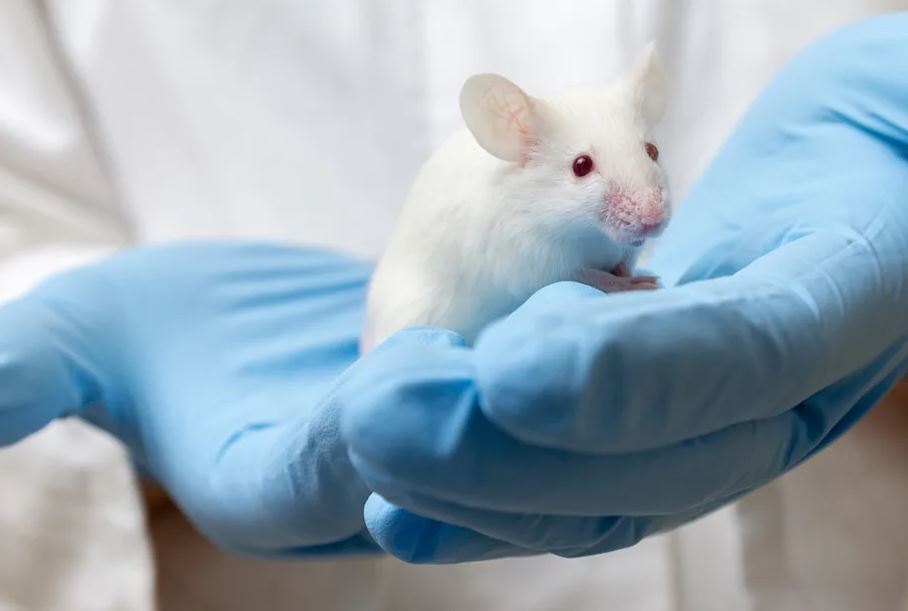 Students using virtual pharmacology simulation software after Evolute Bioscience ended animal testing.