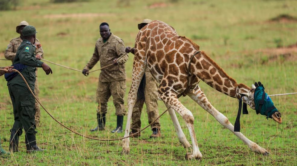 Uganda Wildlife Authority staff relocating an endangered Nubian giraffe from Murchison Falls National Park to Ajai Wildlife Reserve.
