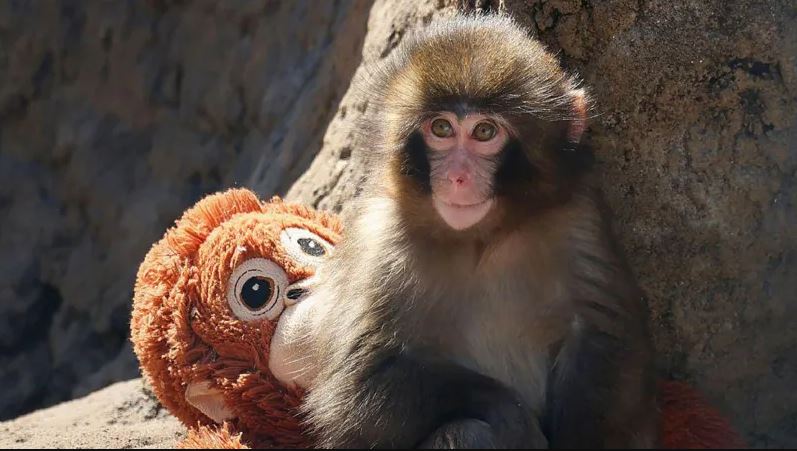 Baby macaque Punch sitting beside a stuffed orangutan toy inside his enclosure at Ichikawa City Zoo in Japan.